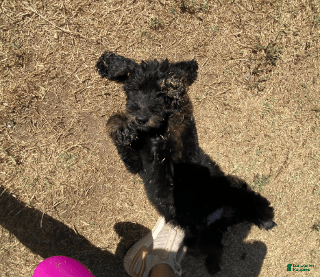 Bernedoodle dogs for sale: Baby Rocky - Image 4