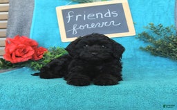 Miniature Poodle dogs for sale: Opal - Image 17