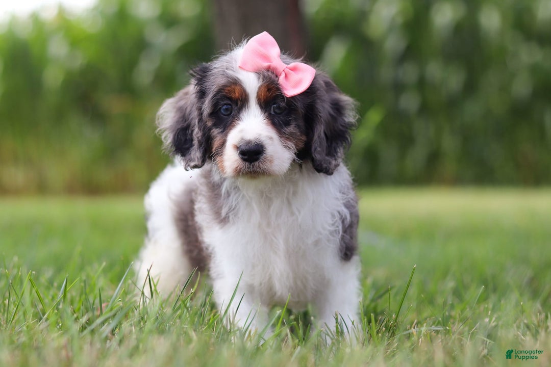 Cavapoo dogs for sale: Grace - Image 6