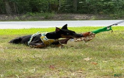 Doberman Pinscher dogs for sale: Banana - Image 9