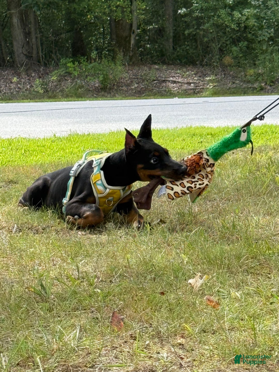 Doberman Pinscher dogs for sale: Banana - Image 9