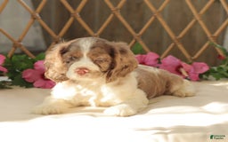 Cocker Spaniel dogs for sale: Maverick - Image 4