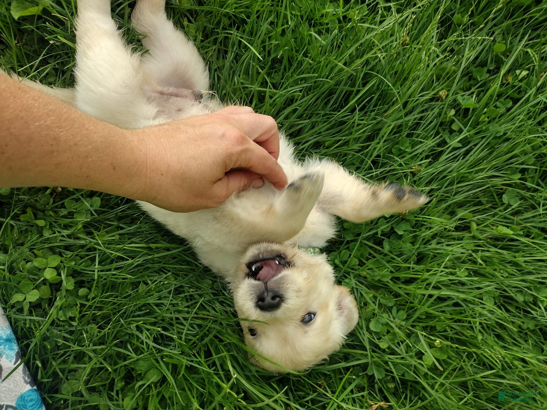 Golden Retriever dogs for sale: Picasso - Image 26