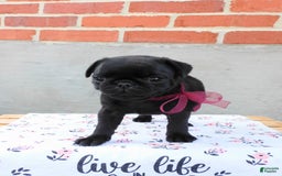 Pug dogs for sale: Pacifica - Image 9