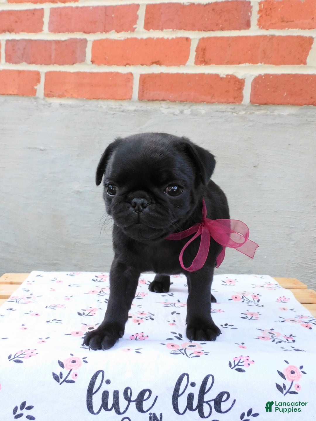 Pug dogs for sale: Pacifica - Image 9