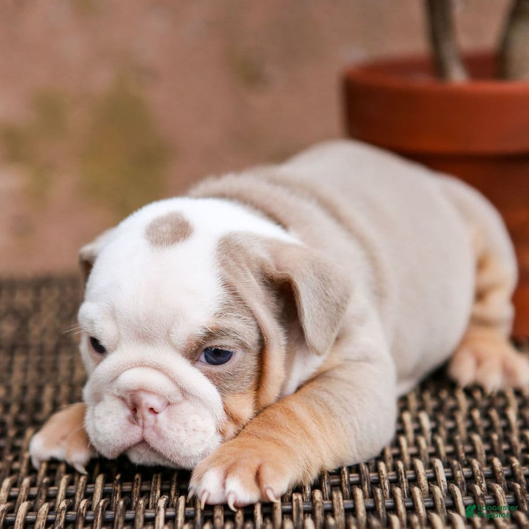 English Bulldog dogs for sale: Micah - Image 1