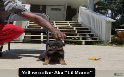 Rottweiler dogs for sale: Yellow Collar - Image 3