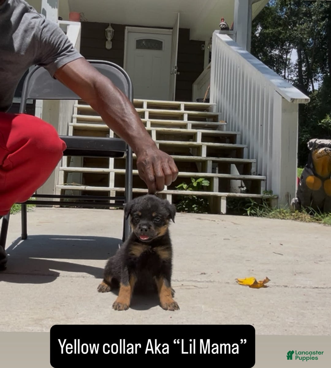 Rottweiler dogs for sale: Yellow Collar - Image 3