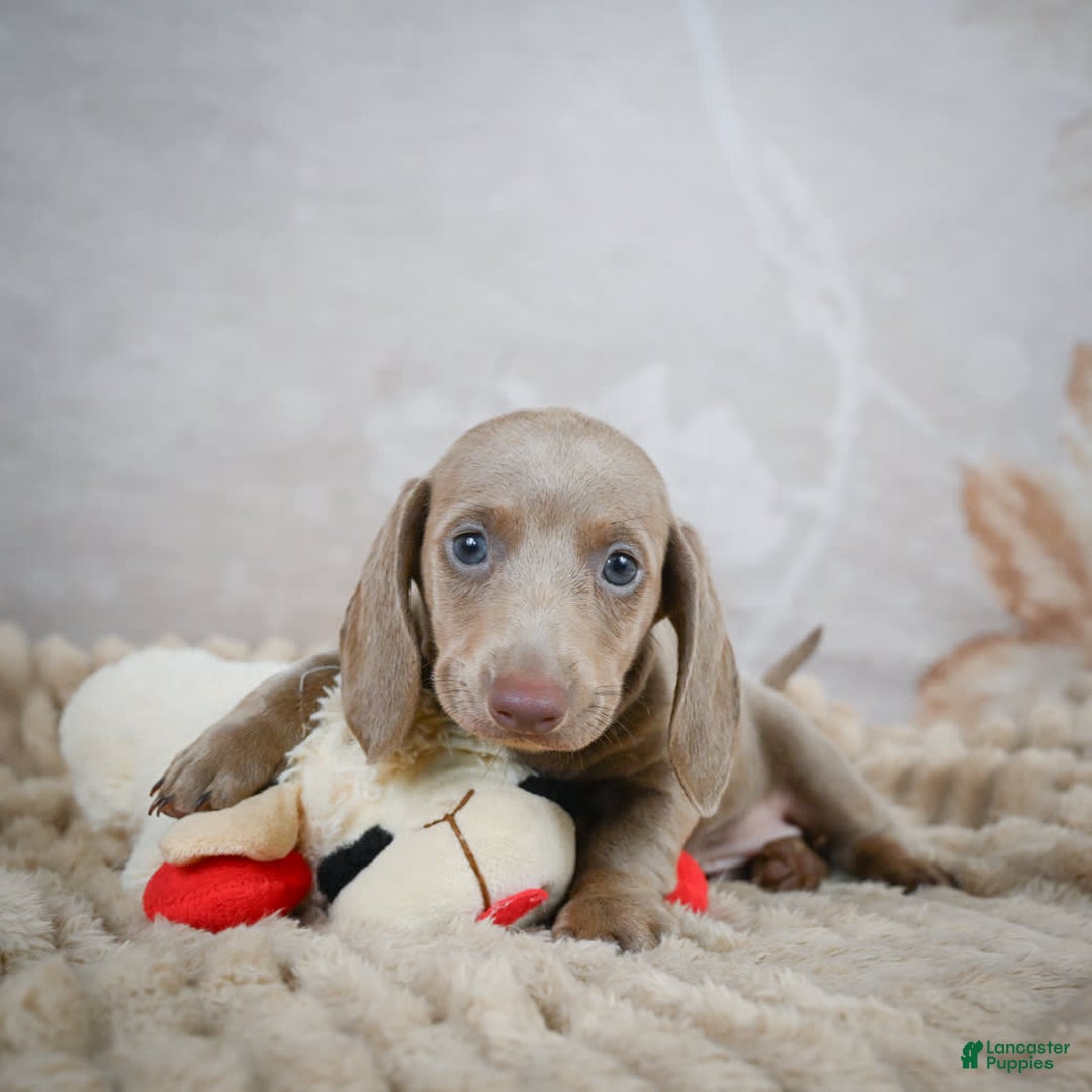 Miniature Dachshund dogs for sale: Dash - Image 4