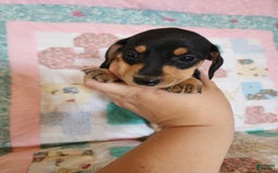 Miniature Dachshund dogs for sale: Perry - Image 2