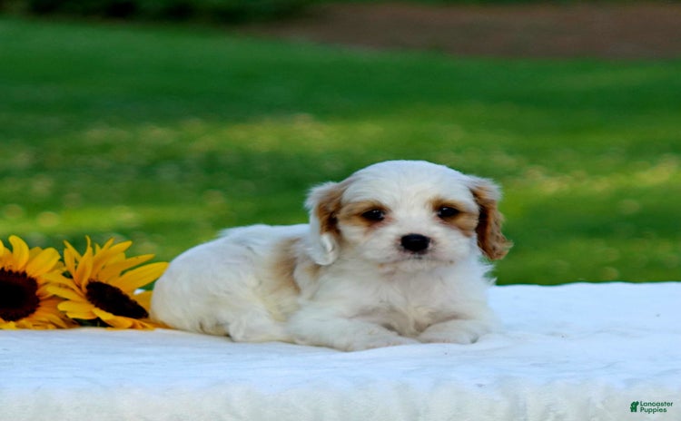 Cavapoo dogs for sale - Ad 3