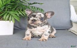 French Bulldog dogs for sale: French Bulldog 2 puppies - Image 10