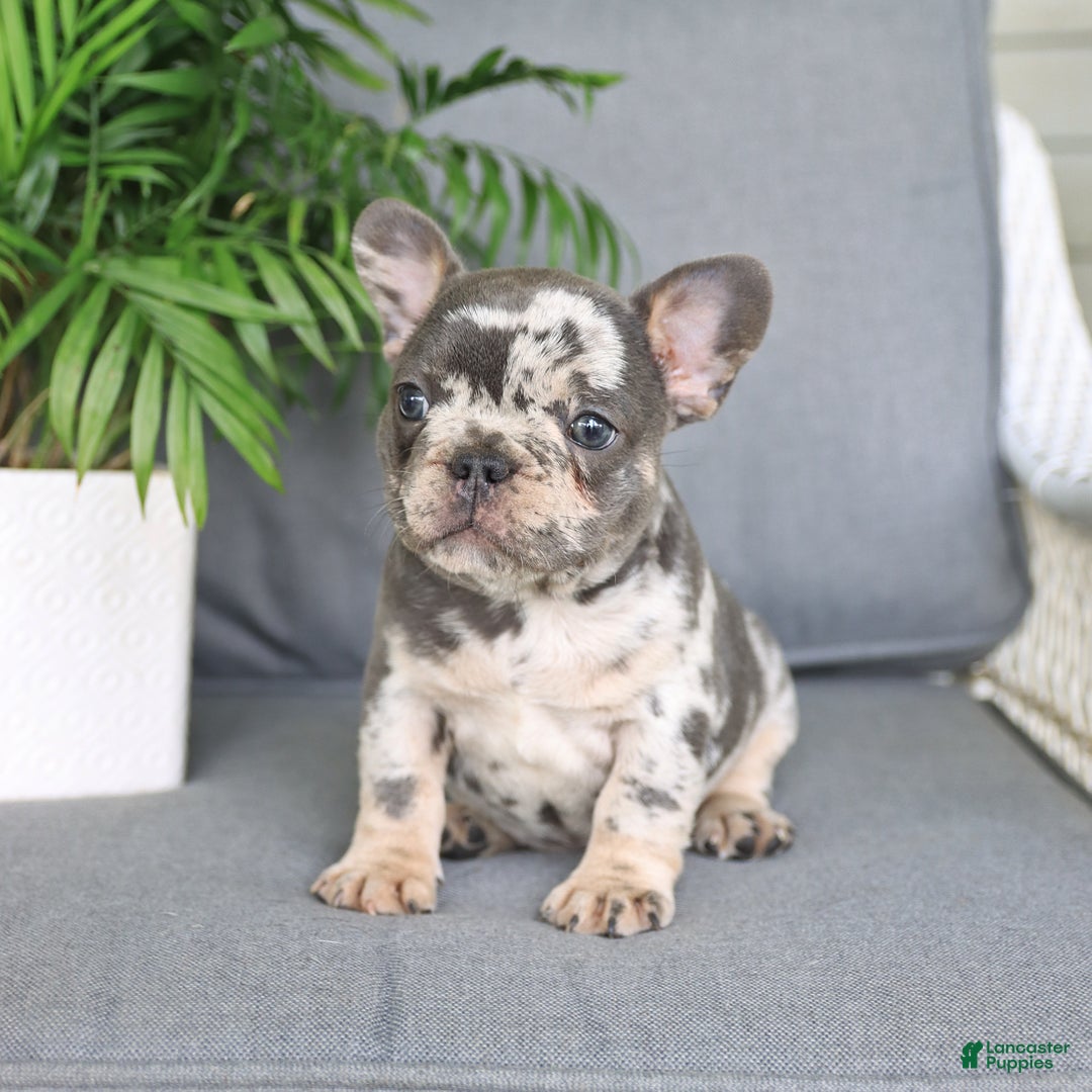 French Bulldog dogs for sale: French Bulldog 2 puppies - Image 10