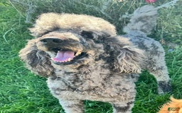 Goldendoodle dogs for sale: Lilly - Image 8