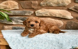 Miniature Poodle dogs for sale: Bubbles - Image 4