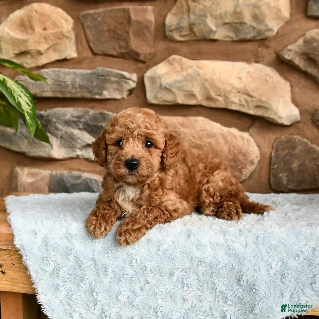 Miniature Poodle dogs for sale: Bubbles - Image 4