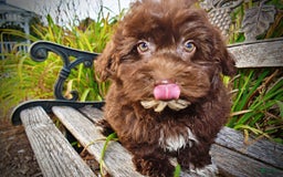 Havapoo dogs for sale: Karma - Image 11