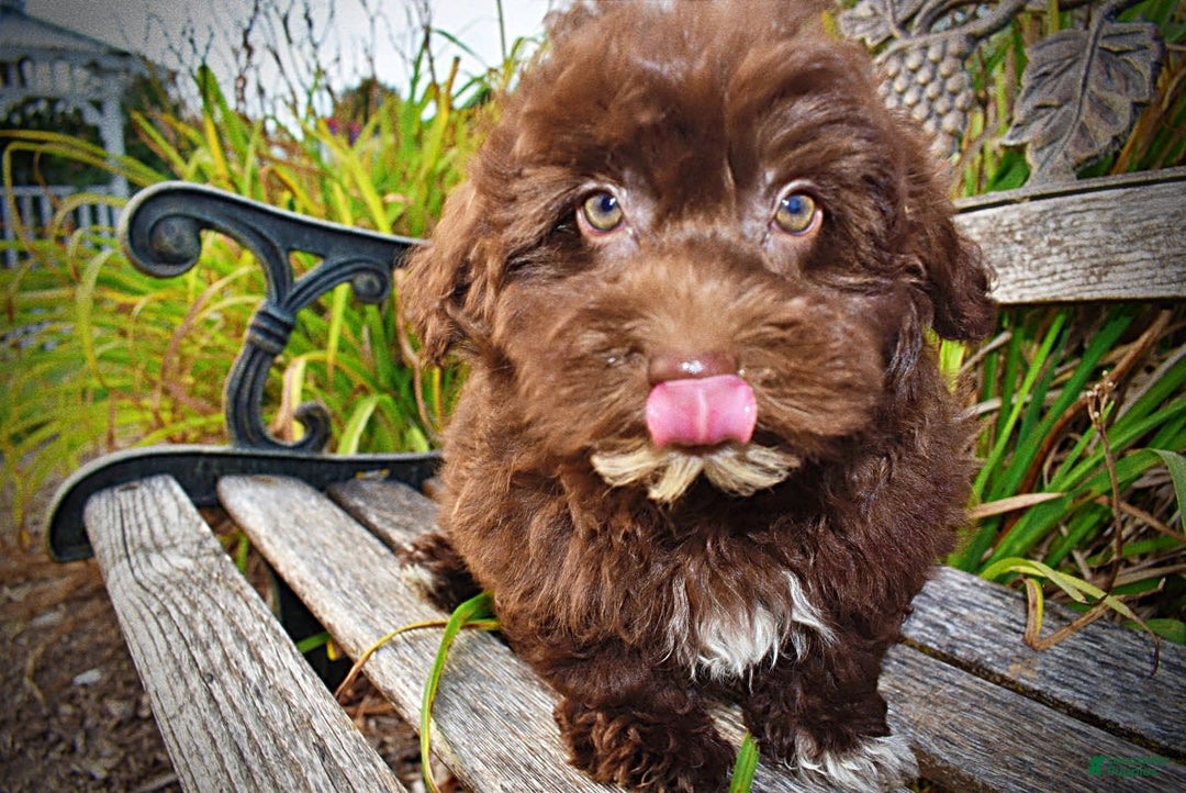 Havapoo dogs for sale: Karma - Image 11