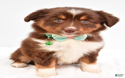 Miniature Australian Shepherd dogs for sale: Tasha - Image 2