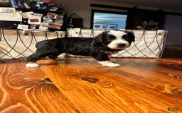 Miniature Australian Shepherd dogs for sale: Black Tri Female - Image 1
