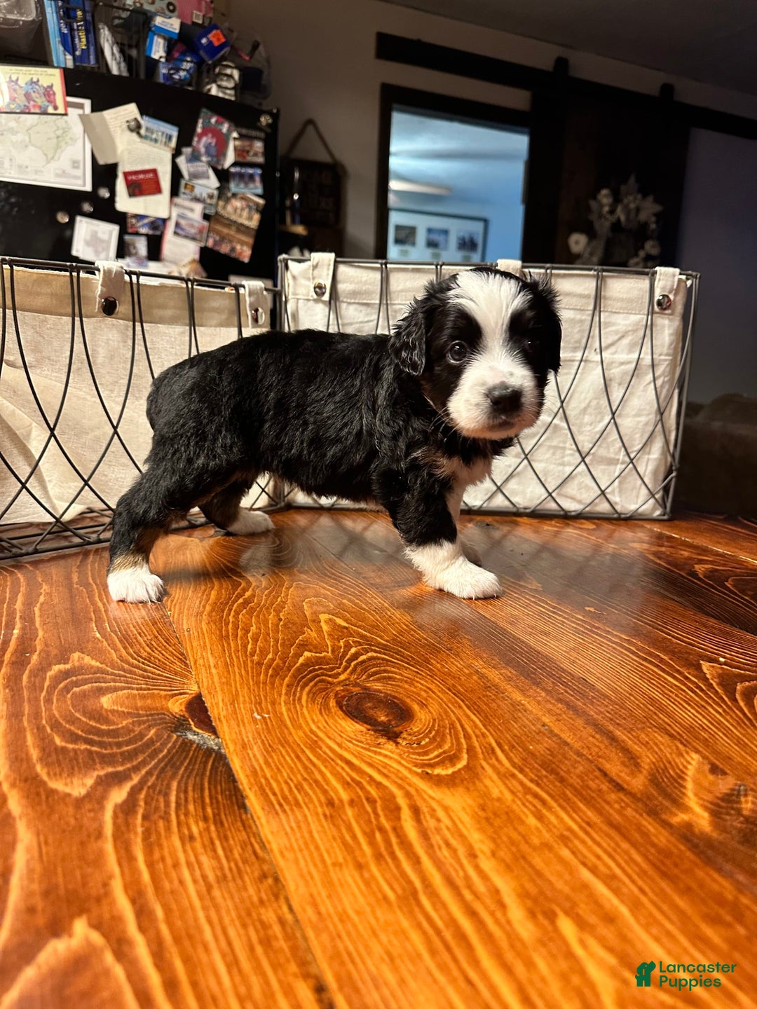 Miniature Australian Shepherd dogs for sale: Black Tri Female - Image 1
