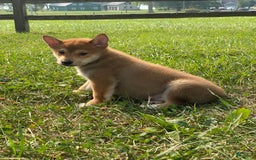 Shiba Inu dogs for sale: Isaak - Image 3