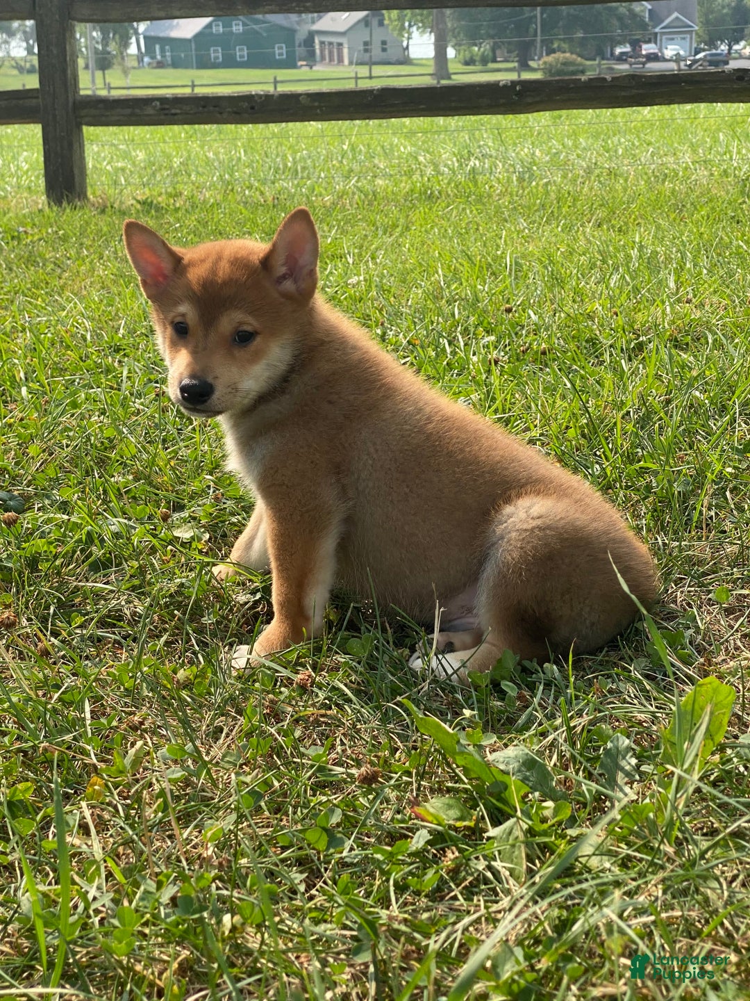 Shiba Inu dogs for sale: Isaak - Image 3