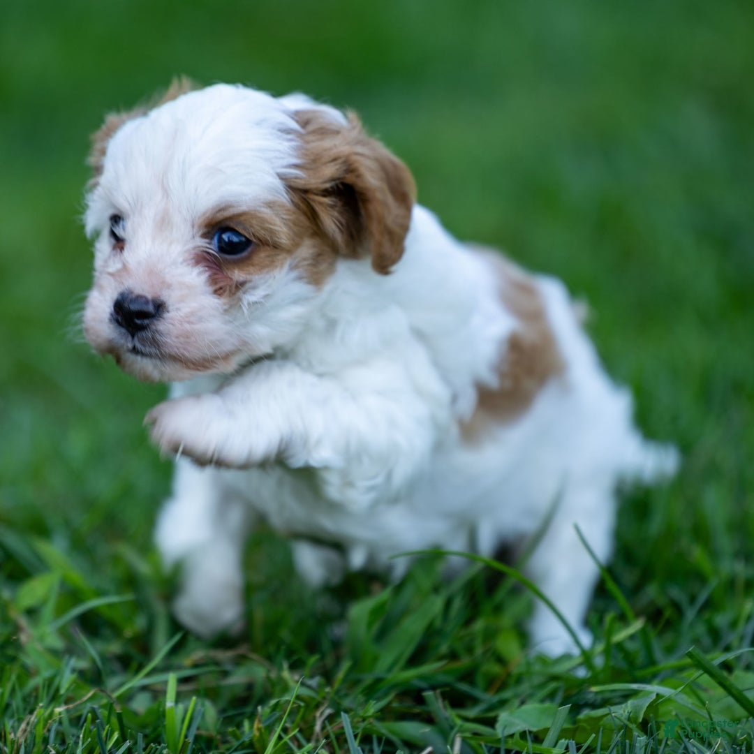 Cavapoo dogs for sale: Daisy - Image 2