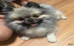 Pomeranian dogs for sale: Pollie - Image 7