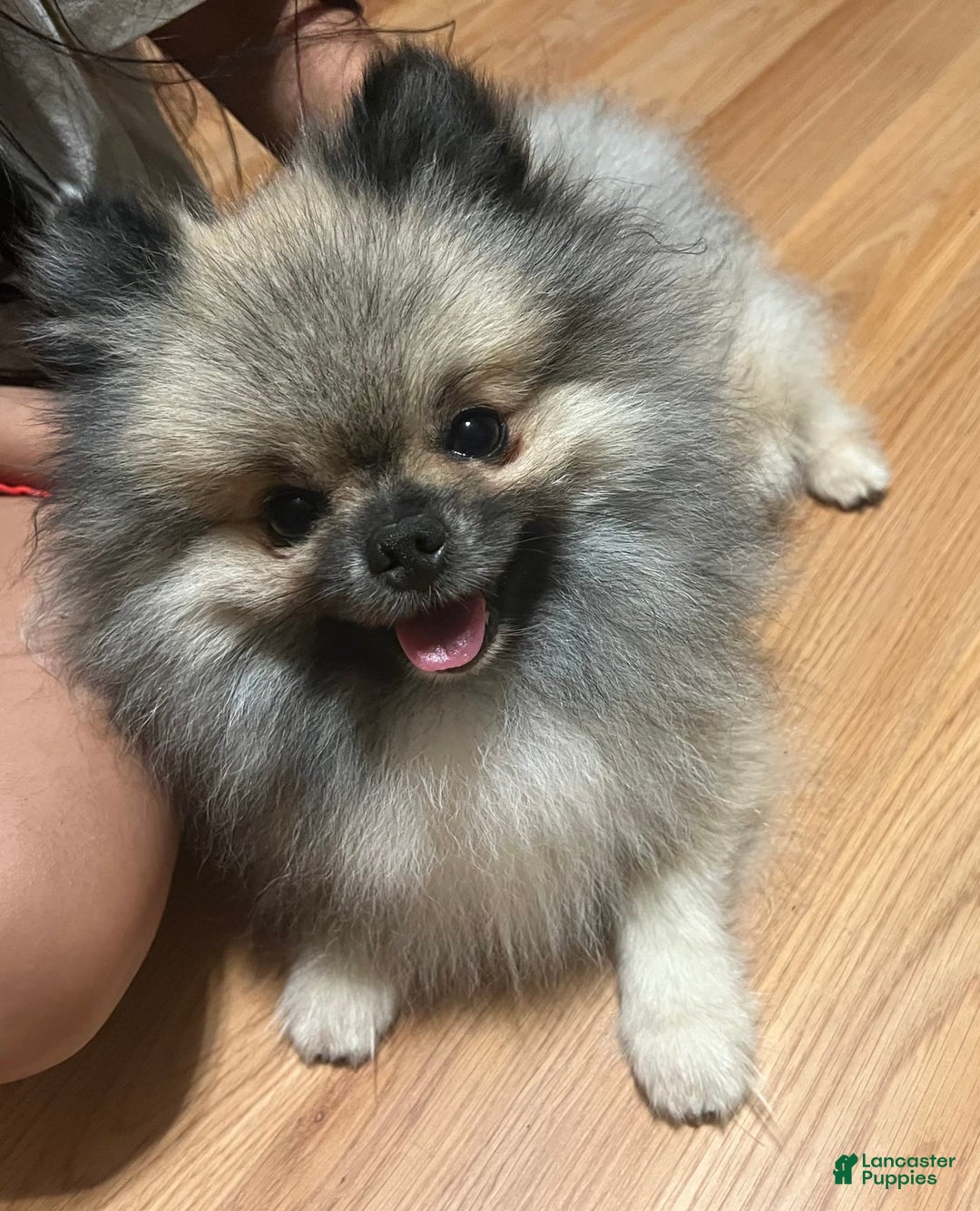 Pomeranian dogs for sale: Pollie - Image 7
