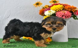 Yochon dogs for sale: Nellie - Image 3