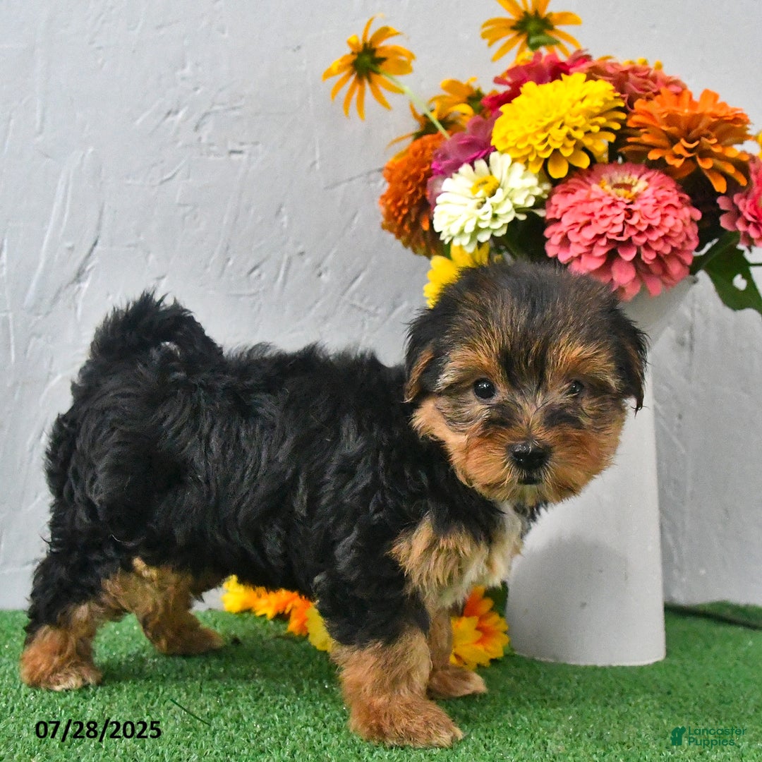 Yochon dogs for sale: Nellie - Image 3