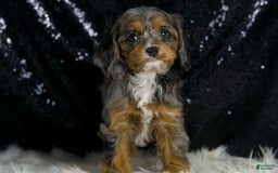 Cavapoo dogs for sale: Diana - Image 1
