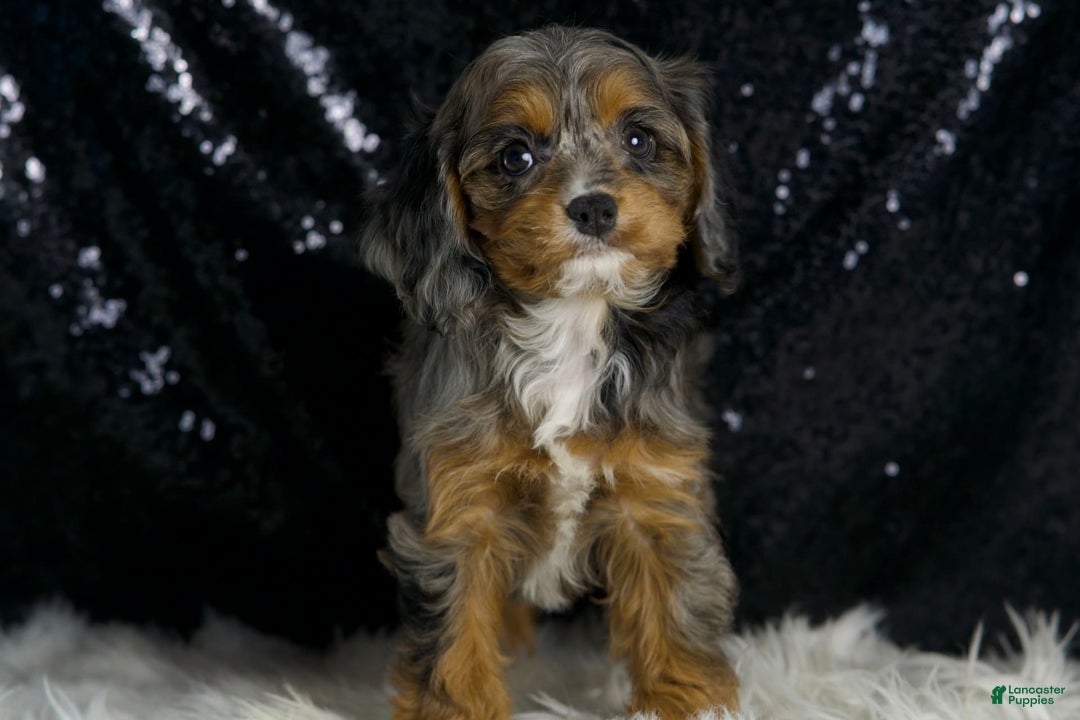 Cavapoo dogs for sale: Diana - Image 1