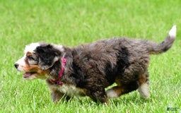Mini Bernedoodle dogs for sale: Jade - Image 4