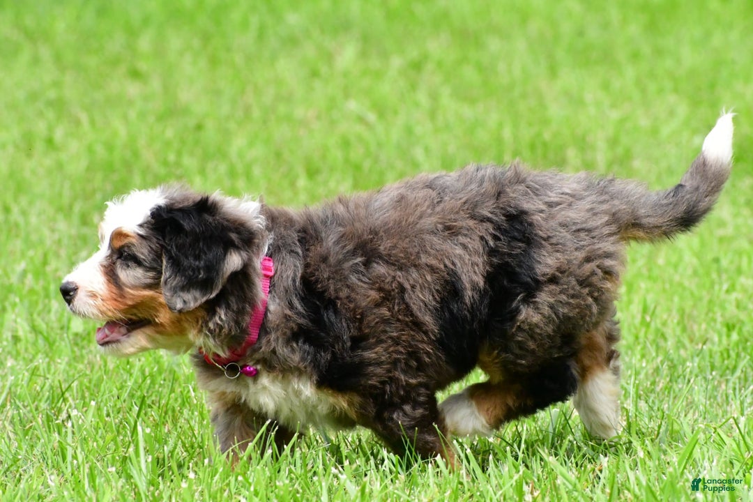 Mini Bernedoodle dogs for sale: Jade - Image 4