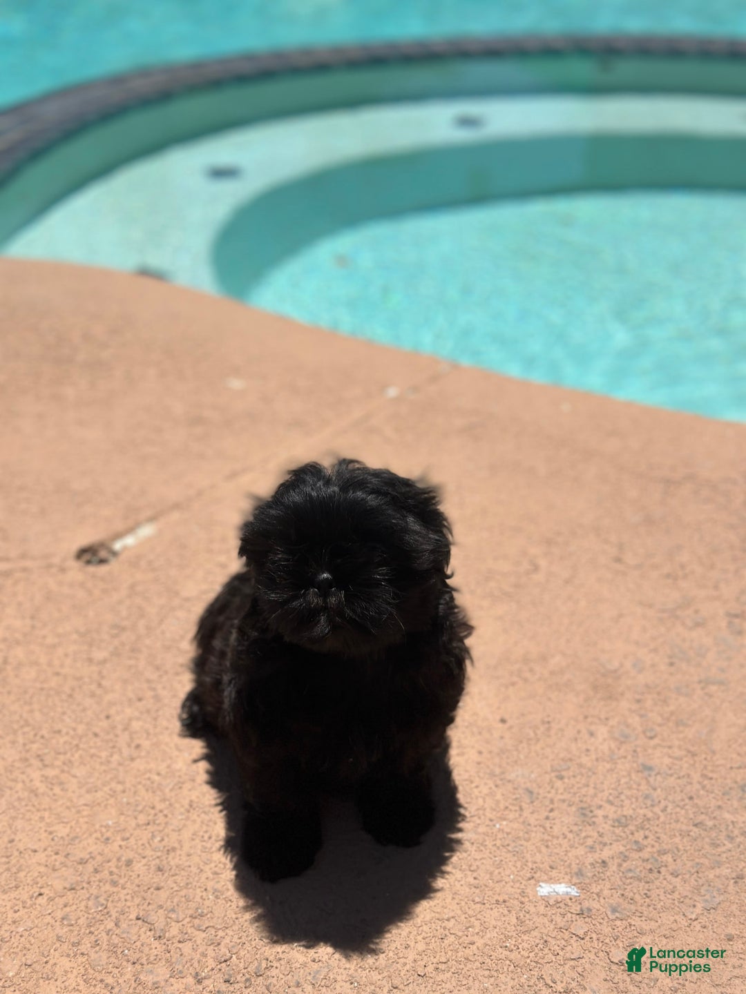Shih Tzu dogs for sale: Sasha - Image 4