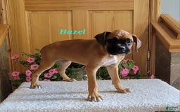 Boxer dogs for sale: Hazel - Image 3