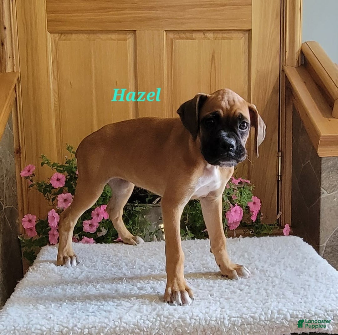 Boxer dogs for sale: Hazel - Image 3