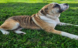 Puggle dogs for sale: Tammy - Image 7