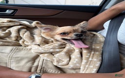 Chihuahua dogs for sale: Octavia - Image 2