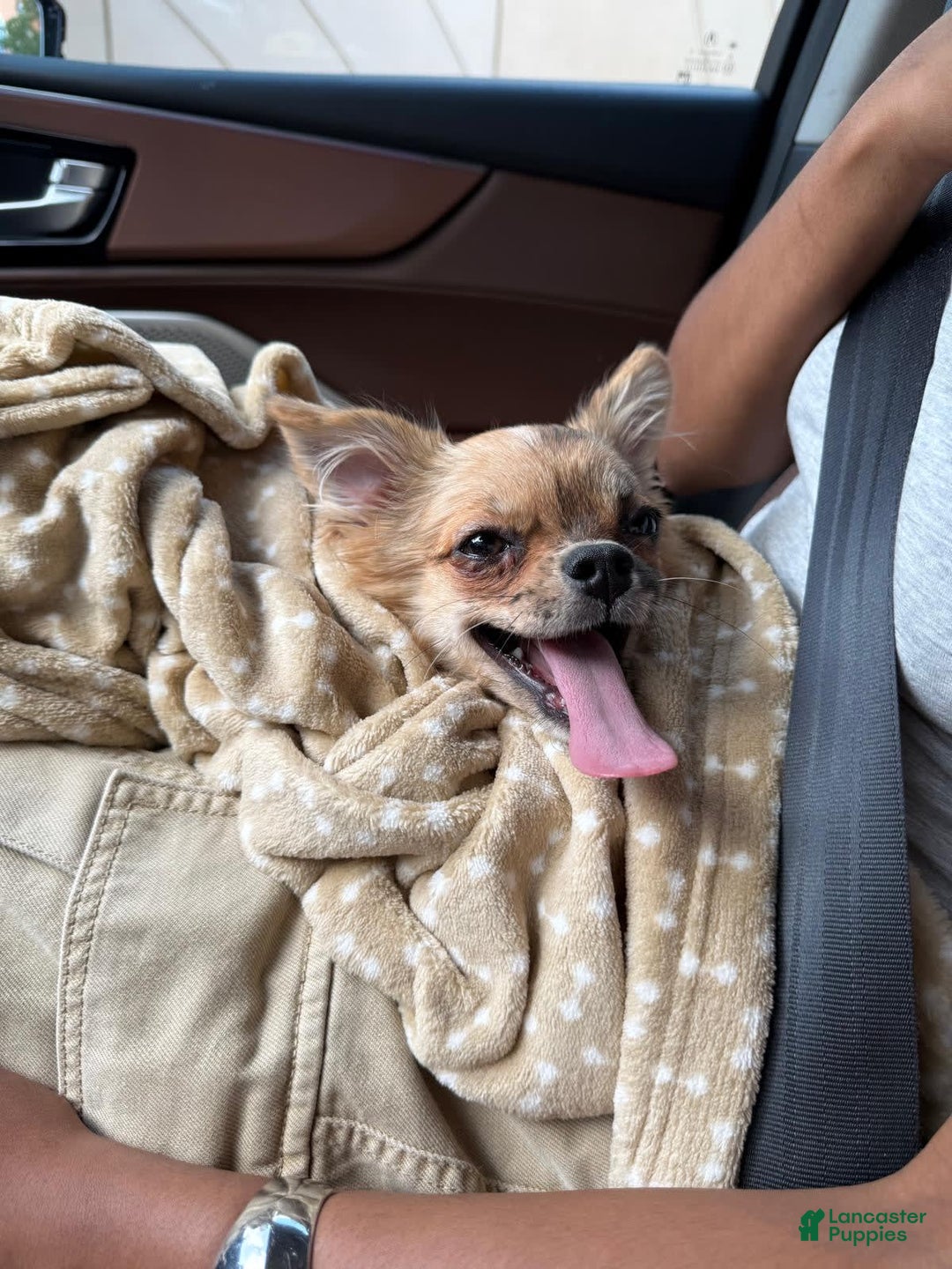 Chihuahua dogs for sale: Octavia - Image 2