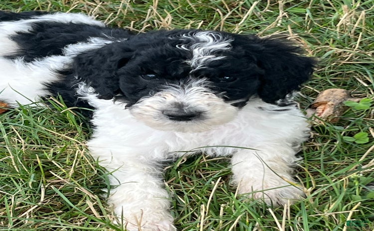 Standard Poodle dogs for sale - Ad 3