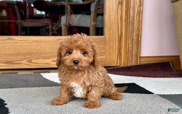 Cockapoo dogs for sale: Leona F1b - Image 5