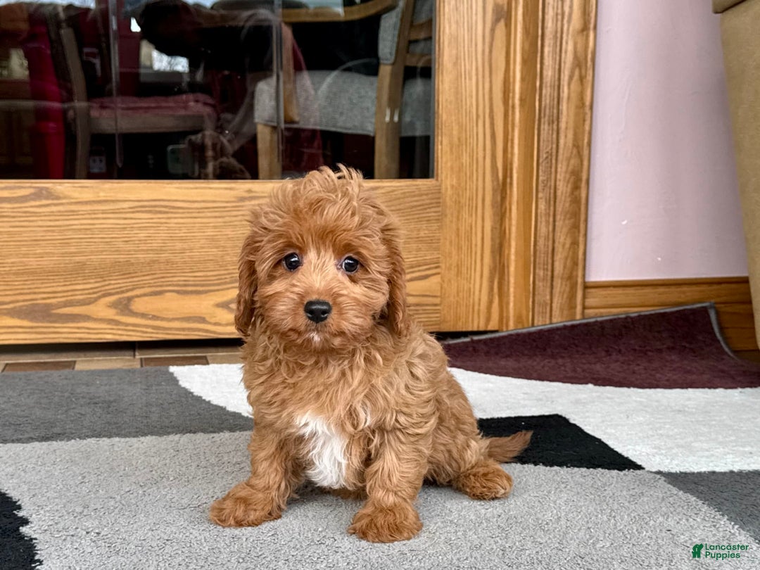 Cockapoo dogs for sale: Leona F1b - Image 5