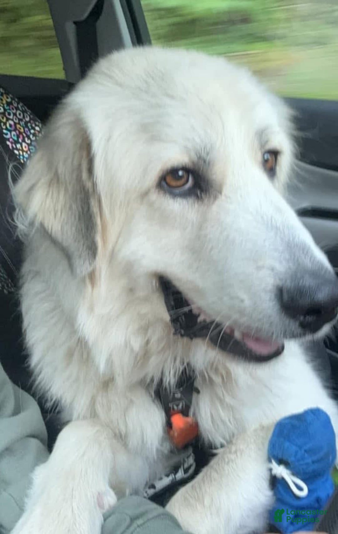 Great Pyrenees dogs for sale: Whiskey - Image 5