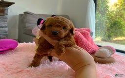 Toy Poodle dogs for sale: Rose - Image 2