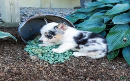 Welsh Corgi Pembroke dogs for sale: Jude - Image 1