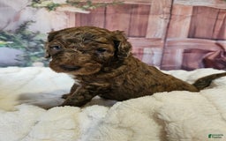Standard Poodle dogs for sale: Orange Boy - Image 3