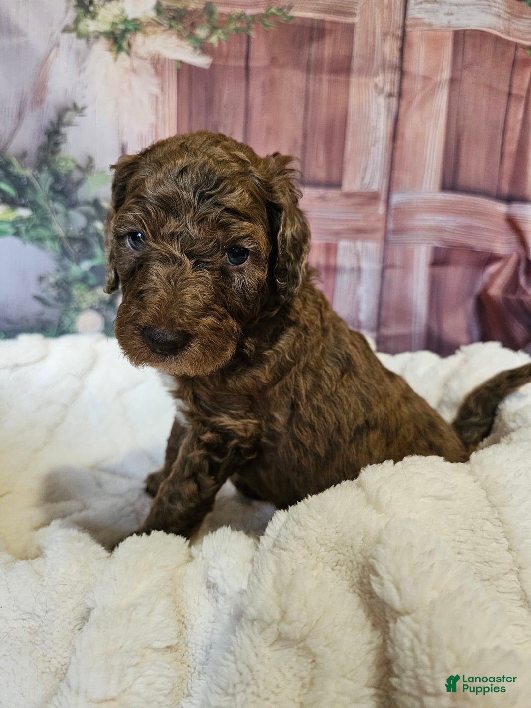 Standard Poodle dogs for sale: Orange Boy - Image 3